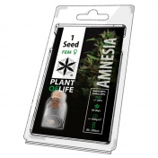 Plant of Life Amnesia Feminized - 1 Σπόρος