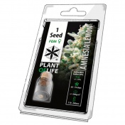 Plant of Life Amnesia Lemon Feminized - 1 Σπόρος