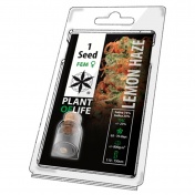 Plant of Life Lemon Haze Feminized - 1 Σπόρος
