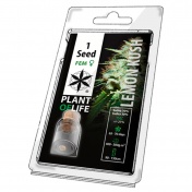 Plant of Life Lemon Kush Feminized - 1 Σπόρος