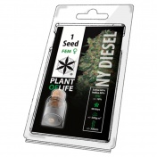 Plant of Life NY Diesel Feminized - 1 Σπόρος