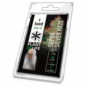 Plant of Life Super Silver Haze Feminized - 1 Σπόρος