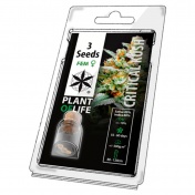 Plant of Life Critical Kush Feminized - 3 Σπόροι