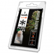 Plant of Life White Widow AutoFem - 3 Σπόροι
