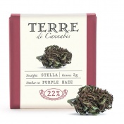 Terre di Cannabis Stella 22% CBD Ανθοί Κάνναβης 2gr